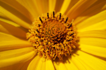 Календула лекарственная.