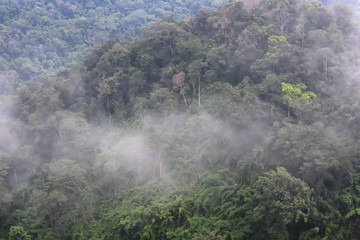 Fototapeta premium Landscape of dense tropical rainforest at Khao Yai national park, Forest landscape of Thailand