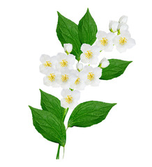 branch of jasmine flowers