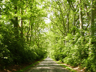 Scenic road with green trees in Alcsutdoboz Hungary