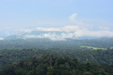 Fototapeta premium Landscape of dense tropical rainforest at Khao Yai national park, Forest landscape of Thailand