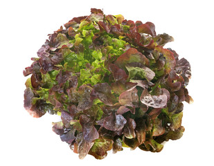 red oak-leaf lettuce