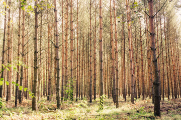 Trees in forest, nature background