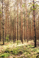 Trees in forest, nature background