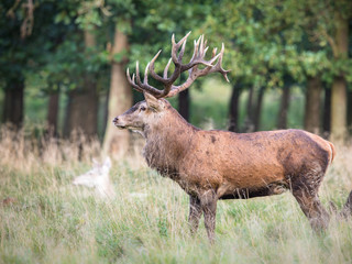 Red deer stag, Cervis elaphus, with big antlers on grassland in forest