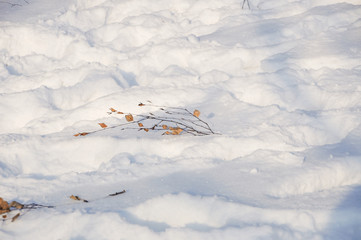 Snow-covered trees, stones, fences and benches in the city park