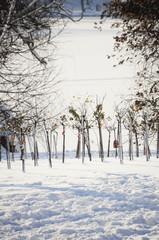 Snow-covered trees, stones, fences and benches in the city park