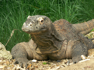 Obraz premium Komodo varanus portrait - close