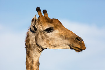 giraffa