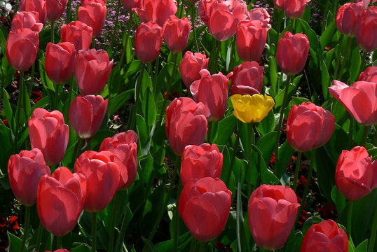 Yellow Tulip Among The Red Ones - Stand Out Of The Crowd