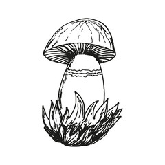 Mushrooms in hand drawn style for creative design. Vector illustration