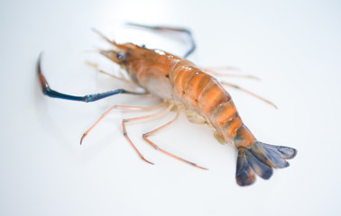 Fresh prawn newly bought from fresh market ready to be cooked