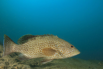 Obraz premium Areolate Grouper fish