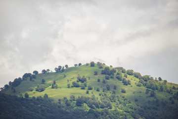 hill with forest, the photo has a soft vintage effect  