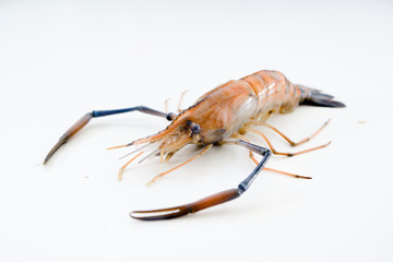 Fresh prawn newly bought from fresh market ready to be cooked