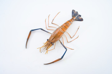 Fresh prawn newly bought from fresh market ready to be cooked