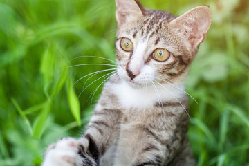 tabby cat in the grass Cat in the grass watching.