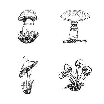 Mushrooms in hand drawn style for creative design. Vector illustration