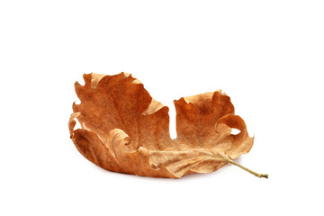 Dry autumn leaf on a white background.