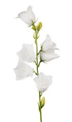 white isolated campanula with six large blooms