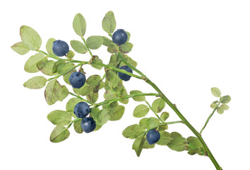 blueberry seven dark berries small branch