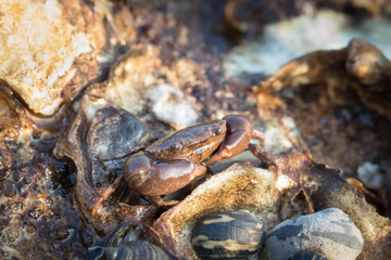 Sea Crab