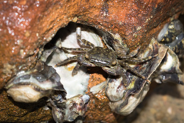 Sea Crab