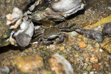 Sea Crab