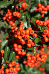 Formosa firethorn 'Lowboy' showy reddish-orange berries