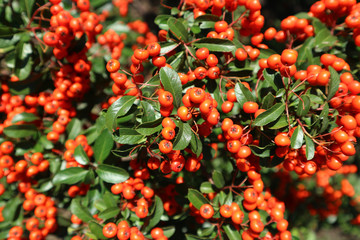 Formosa firethorn 'Lowboy' showy reddish-orange berries