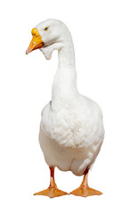 pure white isolated goose