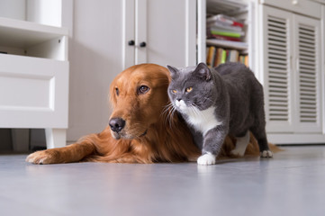 British shorthair cats and Golden Retriever