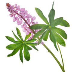 Fototapeta premium pink lupine flower isolated on white