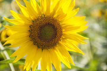 sunflower