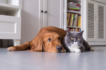 British shorthair cats and Golden Retriever