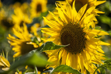 Fototapeta premium sunflower