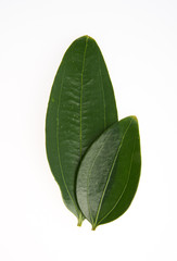 Obraz premium leaf or green leaf on a background.