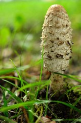 kania © Piotr Łaskawski