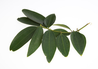 leaf or green leaf on a background.