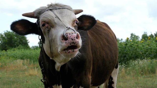 Beautiful Gray and White Bull Grazing on Meadow on Sky Background. Beautiful cow grazing on a green meadow eating grass, chew it and relaxing on the farm. Summer day.