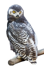 young snowy owl isolated on white
