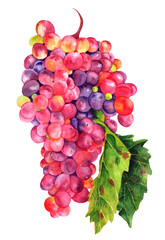 Watercolor wine grapes with leaf, isolated on white
