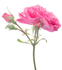 pink bright large rose with three buds and bloom