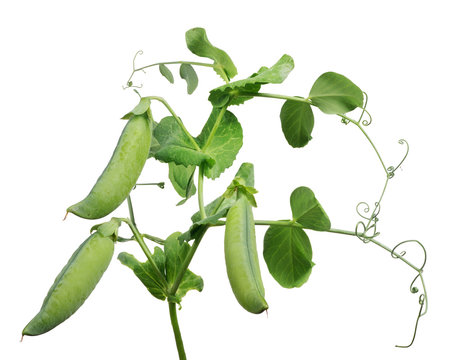 three ripe pea pods with green leaves on white
