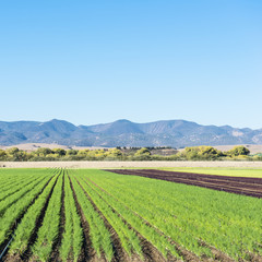 Fototapeta na wymiar Field of agriculture in California.