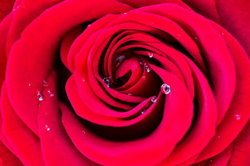 Macro of a red rose with dew water drops