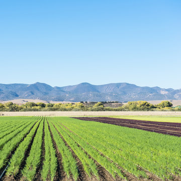 Field of agriculture in California.