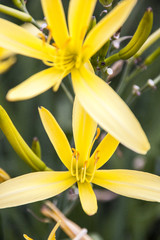 Obraz premium flower