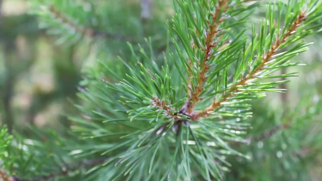 Pine branches with cones swaying in the wind. Close-up.Young green branches from a pine or a fir tree waving in the wind in the forest on summer day
