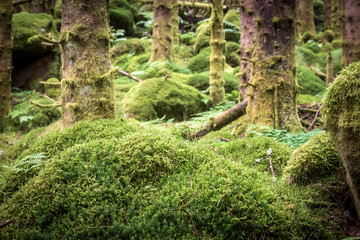 dark scary spruce tree forest